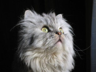 Картинка животные коты