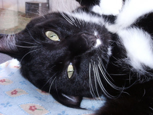 Картинка животные коты