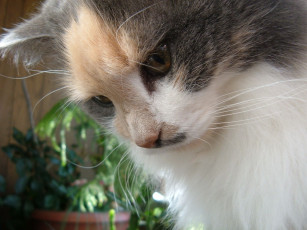 Картинка животные коты