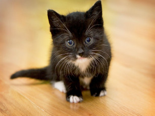 Картинка животные коты