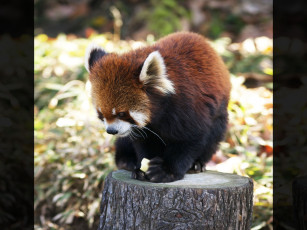 Картинка животные панды