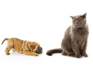 Картинка животные разные вместе