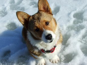 Картинка животные собаки