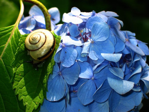 Картинка животные улитки