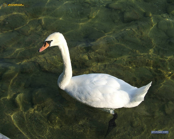 Обои картинки фото животные, лебеди