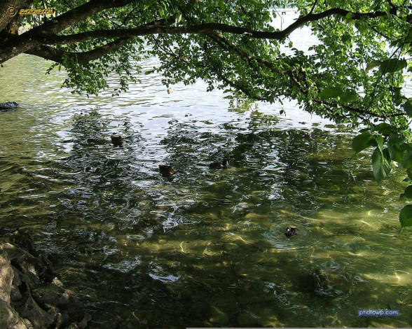 Обои картинки фото животные, утки