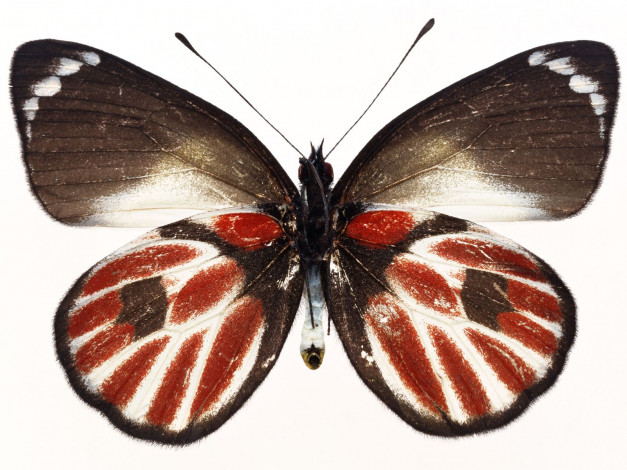 Обои картинки фото животные, бабочки