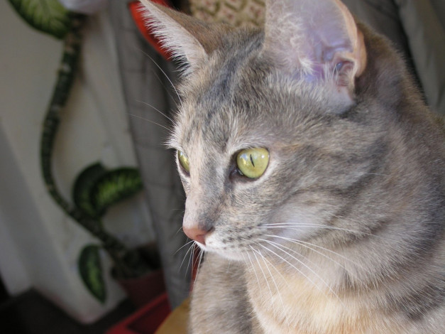 Обои картинки фото животные, коты