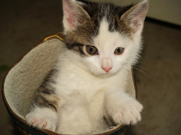 Обои картинки фото животные, коты