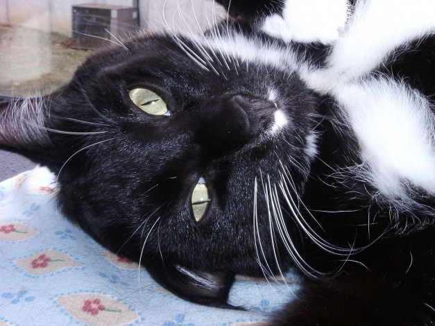 Обои картинки фото животные, коты