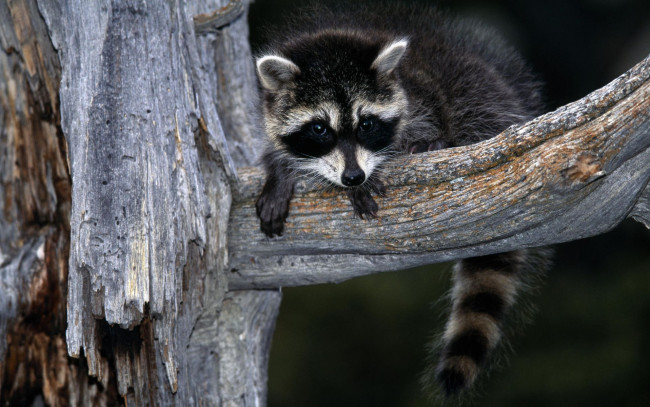 Обои картинки фото животные, еноты