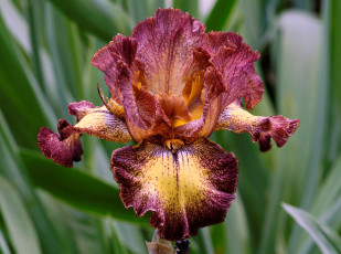 Картинка цветы ирисы бордовый