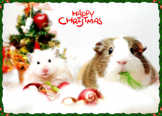 Картинка животные морские свинки хомяки домашние питомцы