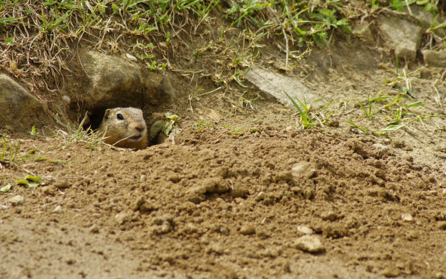 Обои картинки фото животные, суслики, сурки, суслик, нора