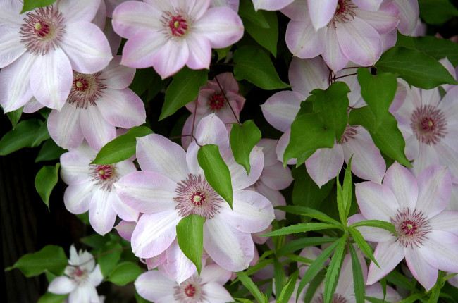 Обои картинки фото цветы, клематис, ломонос, бледно-розовый, нежность