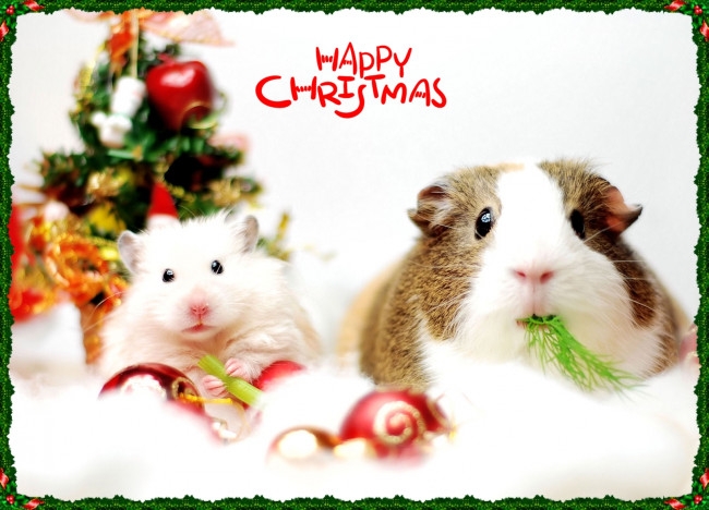 Обои картинки фото животные, морские, свинки, хомяки, домашние, питомцы