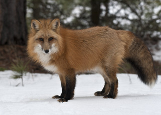 Картинка животные лисы красавица рыжий