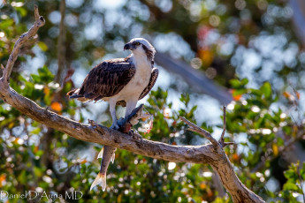 Картинка животные птицы хищники рыба добыча хищник