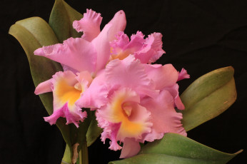 Картинка цветы орхидеи