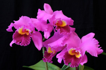 Картинка цветы орхидеи