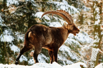 Картинка животные козы рога бородка