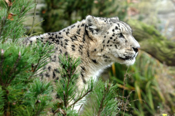 Картинка животные снежный барс ирбис профиль