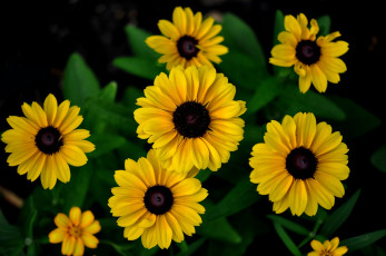 Картинка цветы рудбекия желтый