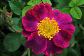 Картинка цветы шиповник макро лепестки