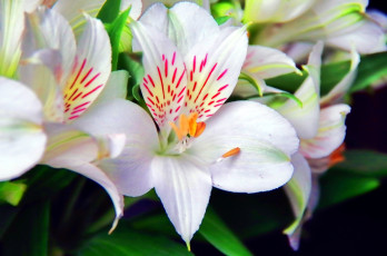 Картинка цветы альстромерия перуанская лилия