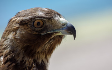 Картинка животные птицы хищники клюв орёл