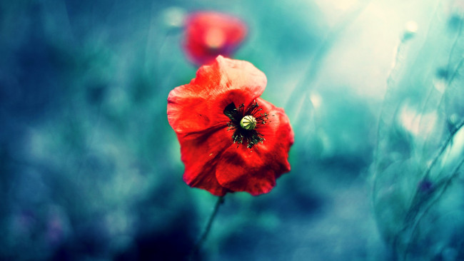 Обои картинки фото цветы, маки, мак, красный, размытость