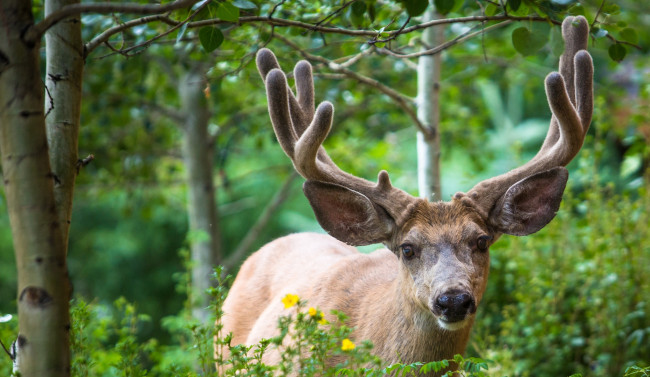 Обои картинки фото животные, олени, рога