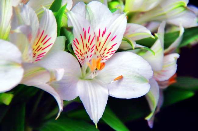Обои картинки фото цветы, альстромерия, перуанская, лилия