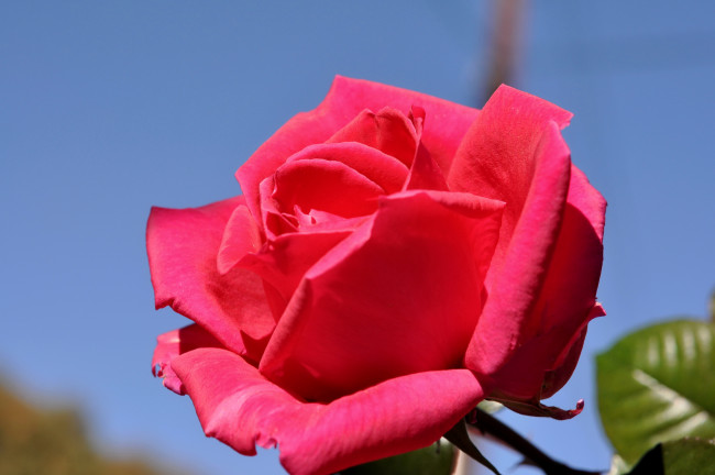 Обои картинки фото цветы, розы, роза