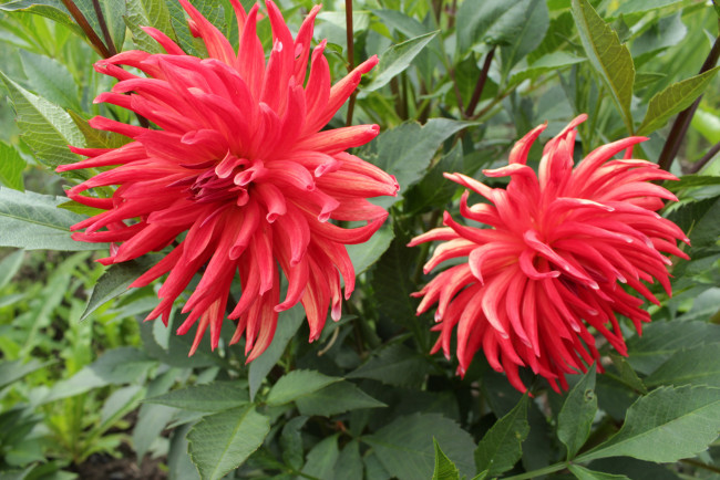 Обои картинки фото цветы, георгины, хризантемы