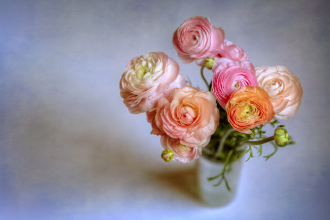 Обои картинки фото цветы, ранункулюс, азиатский, лютик, букет