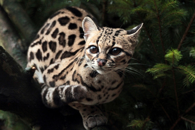 Обои картинки фото животные, дикие, кошки, кошка, марги