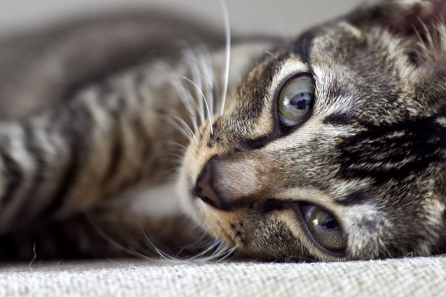 Обои картинки фото животные, коты, взгляд