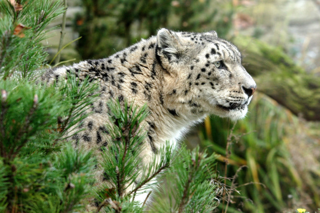 Обои картинки фото животные, снежный, барс, ирбис, профиль