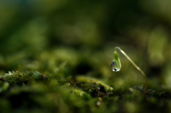 Картинка природа макро травинка