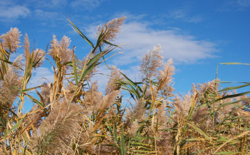 Картинка природа другое камыши лето облака небо