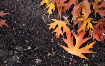 Картинка природа листья осень жёлтые