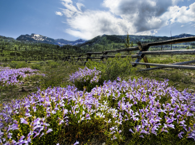 Обои картинки фото природа, луга, забор, цветы, деревья