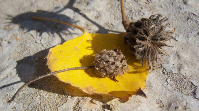 Обои картинки фото природа, другое, лист, жёлтый, солнечно, сухие, коробочки