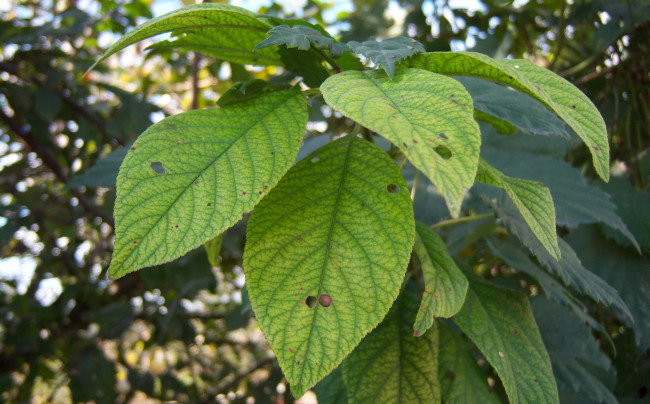 Обои картинки фото природа, листья, зелёные, ветка