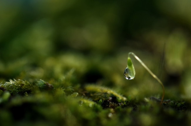 Обои картинки фото природа, макро, травинка