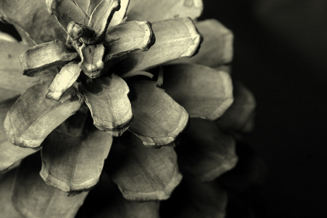 Обои картинки фото природа, шишки,  жёлуди,  каштаны, чёрно-белая, сухая, раскрытая, шишка