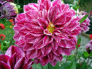 Картинка цветы георгины пестрый