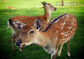 Картинка животные олени пятнистые