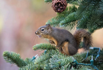 Картинка животные белки белка